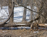 Whitetail 5.jpg