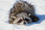 Watching me approach