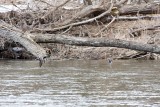 Mallards (Male & Female)