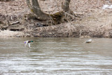 Mallards
