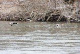 Mallards