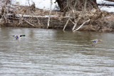 Mallards