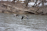 Canada Geese