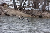 Canada Geese
