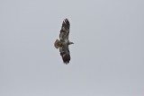 Hawk