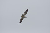 Hawk