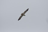 Hawk