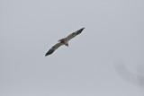Hawk