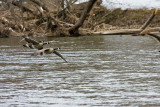 Canada Geese