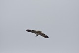 Hawk