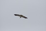 Hawk