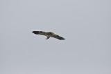 Hawk