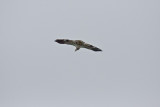 Hawk