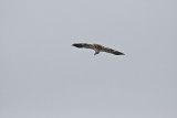 Hawk