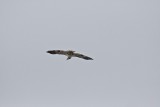 Hawk