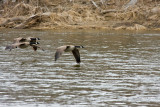 Canada Geese
