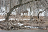 Whitetails