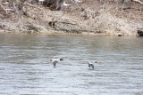 Fast moving ducks