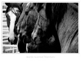 Rodeo Horses