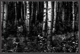 Aspen Forest