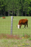 HAPPY COWS..........FROM FLORIDA!!!!!