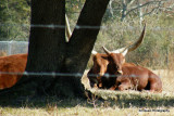 watusy cattle