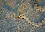 Rail fanning snake