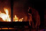 Fire and Henry