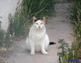 Calico white