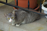 Stray californian