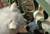 Kindred spirits <br> (Samoyed-Spitz)