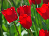Tulips again