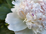 Prize peony