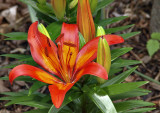 Fire engine lily