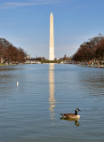 Late afternoon at the Reflecting Pool
