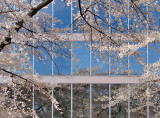 Spring Reflected (6th place, Peaceful Challenge)