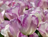 Washington, city of tulips