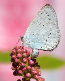 Holly Blue