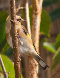 Goldfinch (a juvenile bird visiting our garden)