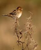 Reed Bunting