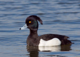 Tufted Duck