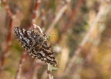 Latticed Heath