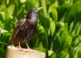 Starling