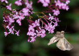 Silver Y moth