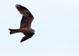 Black Kite