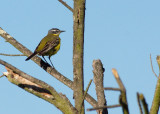 Yellow Wagtail