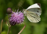 Green-veined White
