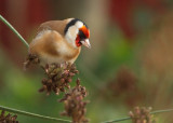 Goldfinch