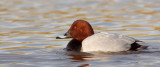 Pochard