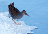 Water Rail